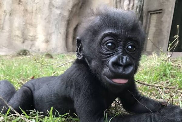 Baby Gorilla Facts