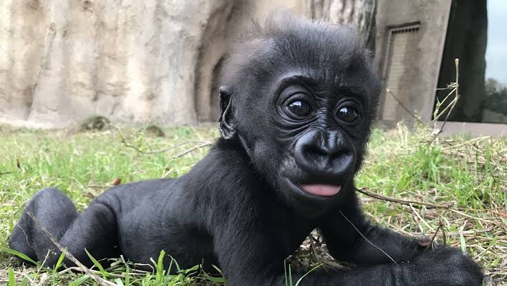 Baby Gorilla Facts