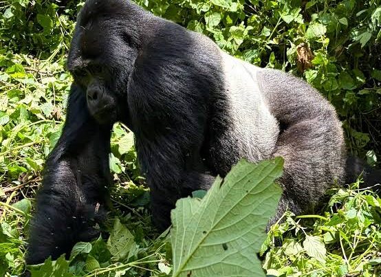 Gorilla Conservation Success Story