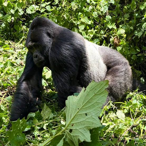 Gorilla Conservation Success Story