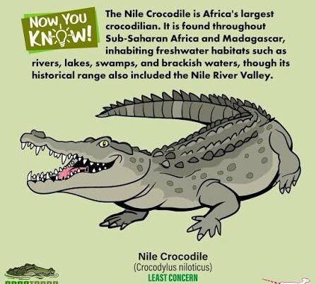 Nile Crocodile Facts