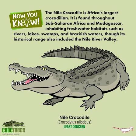 Nile Crocodile Facts