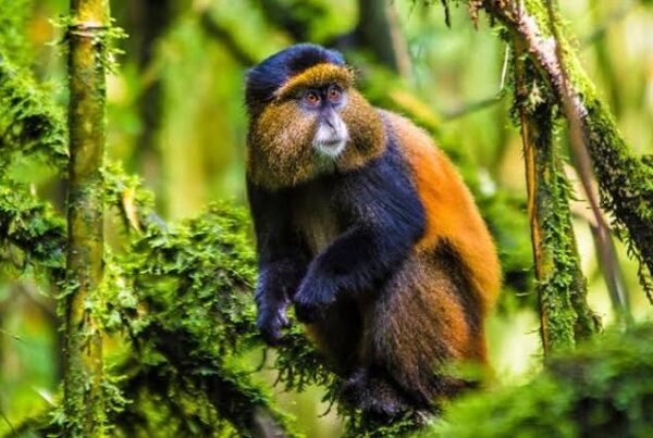 Golden Monkey Rwanda