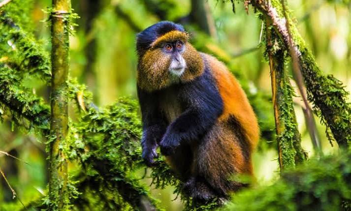 Golden Monkey Rwanda