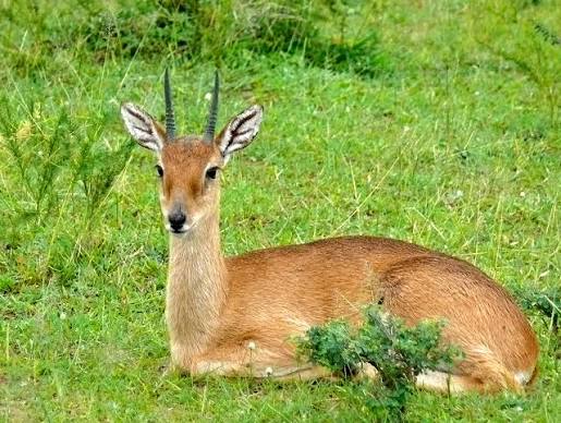 Oribi Antelope Facts