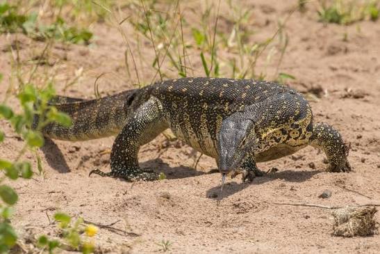 Nile Monitor Facts