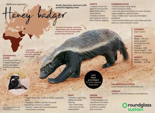 Honey Badger Facts