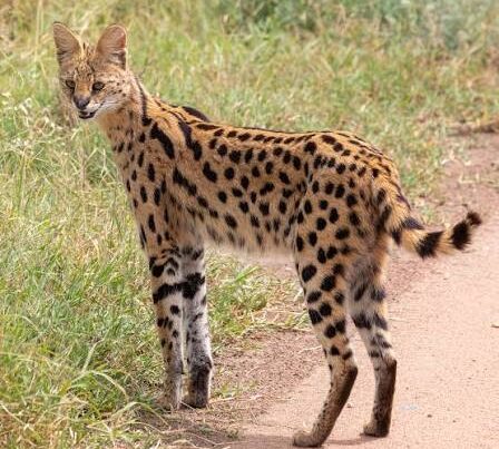 Serval Cat Africa