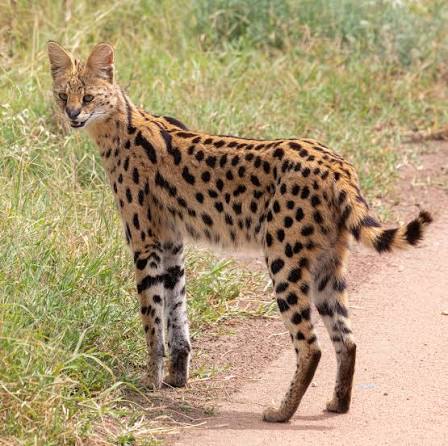 Serval Cat Africa