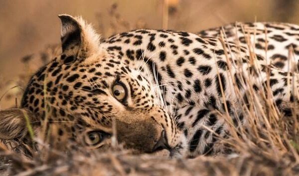 Leopard Facts Africa