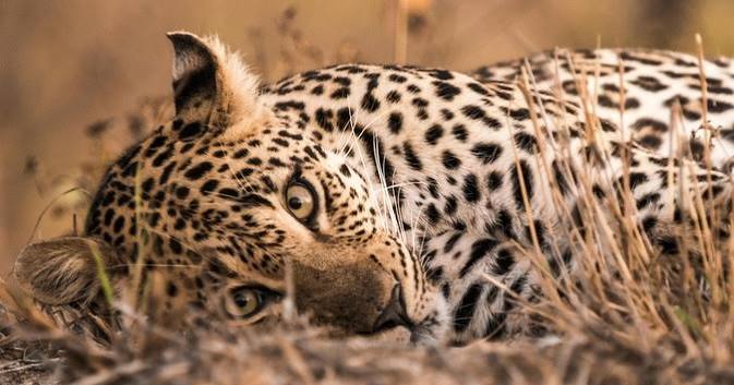Leopard Facts Africa