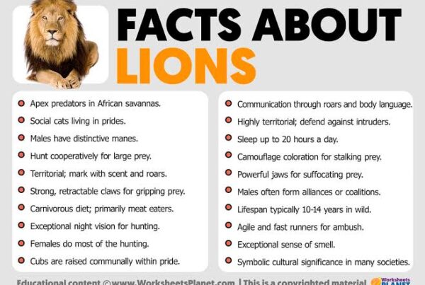 African Lion Facts