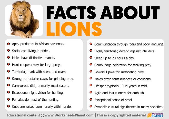 African Lion Facts