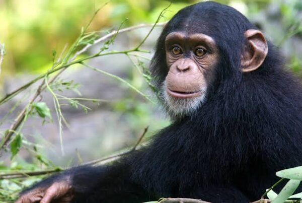 Chimpanzee Facts Uganda