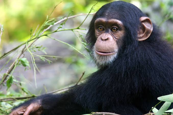 Chimpanzee Facts Uganda