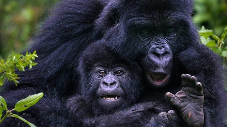 Mountain Gorilla Uganda