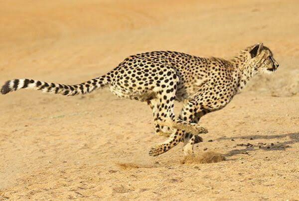 Cheetah Facts Africa