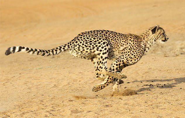 Cheetah Facts Africa