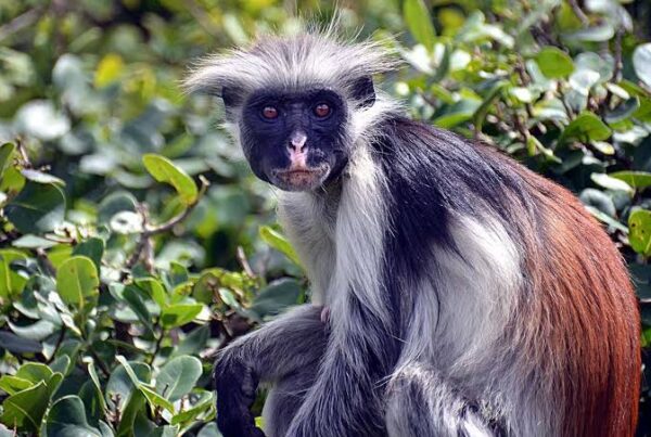 Red Colobus Uganda