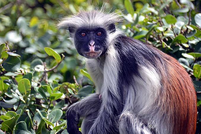 Red Colobus Uganda