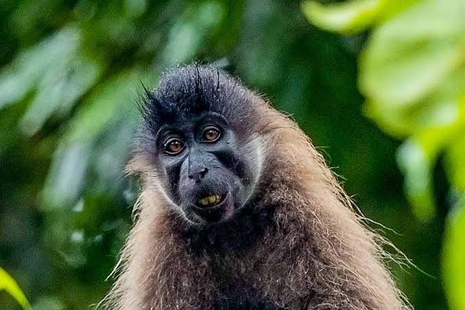 Grey-cheeked Mangabey Facts