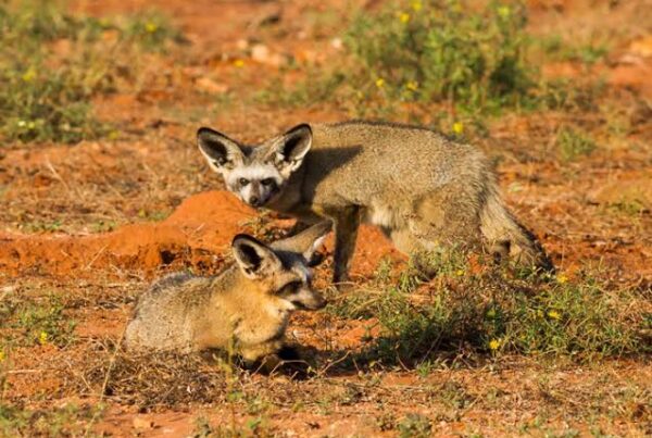 Spring Hare Facts Africa