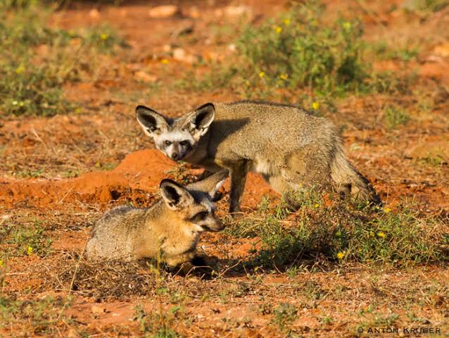 Spring Hare Facts Africa