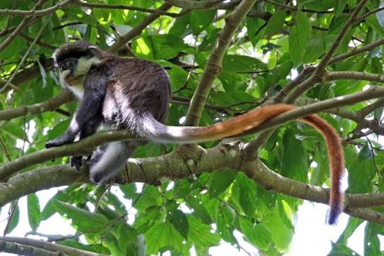 Red-tailed Monkey Facts