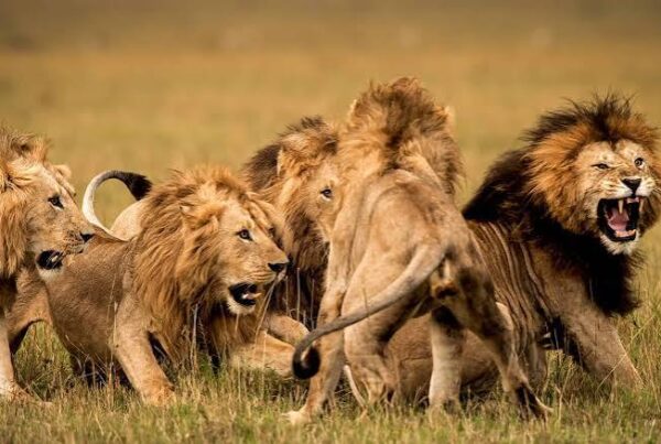African Lion Pride Structure