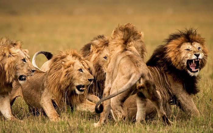 African Lion Pride Structure