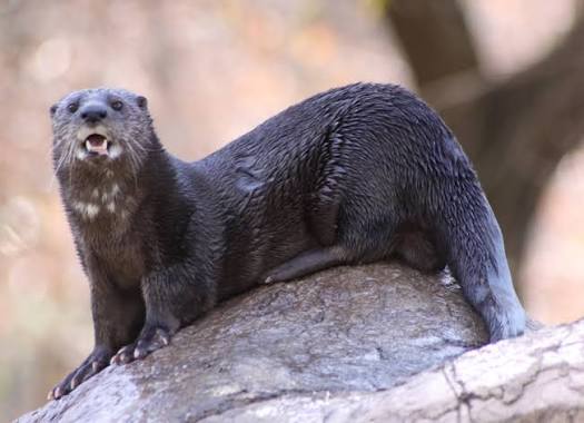 Spotted-necked Otter Facts