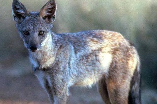 Side-striped Jackal Facts