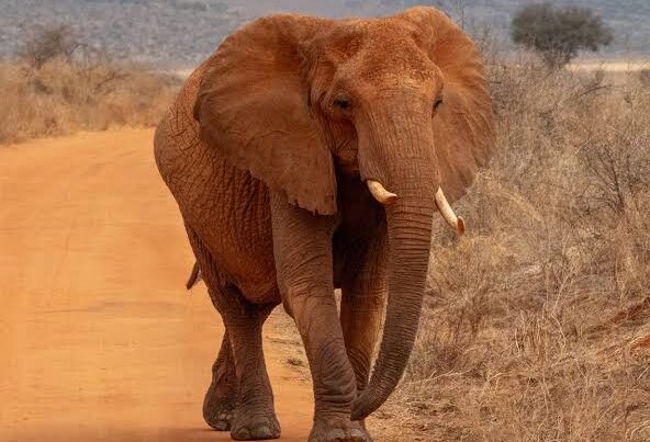 African Elephant Matriarch