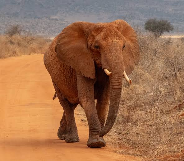 African Elephant Matriarch