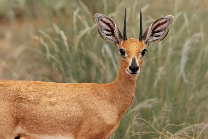 Steenbok Facts