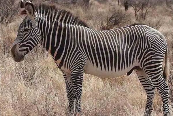 Grevy's Zebra Facts