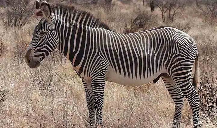 Grevy's Zebra Facts