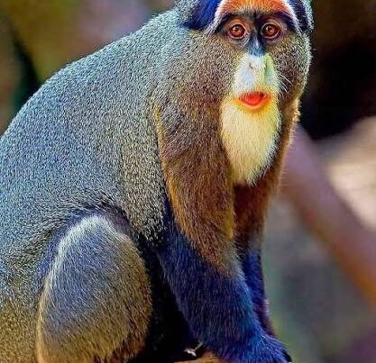 Blue Monkey Uganda