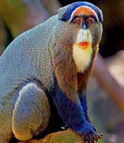 Blue Monkey Uganda