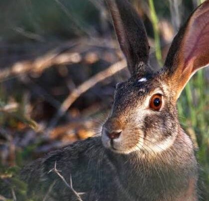 African Hare Facts