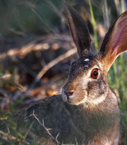 African Hare Facts