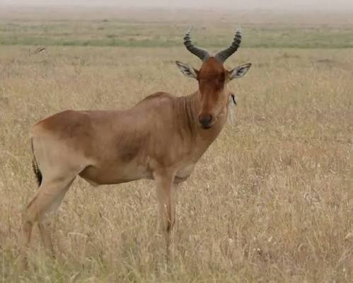 Coke's Hartebeest Facts