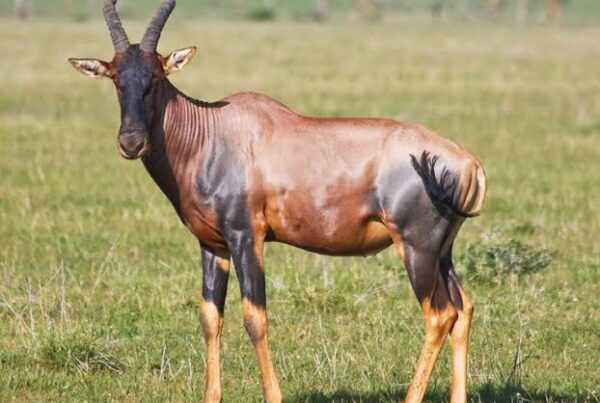 Topi Facts Africa