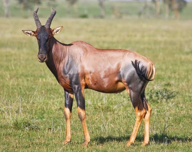 Topi Facts Africa