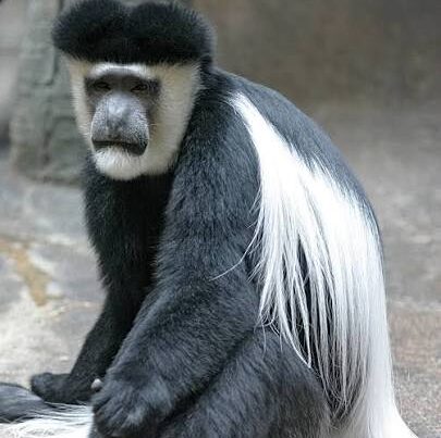 Black and White Colobus Facts