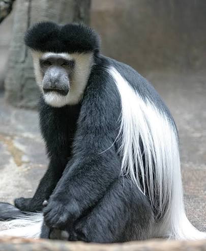 Black and White Colobus Facts