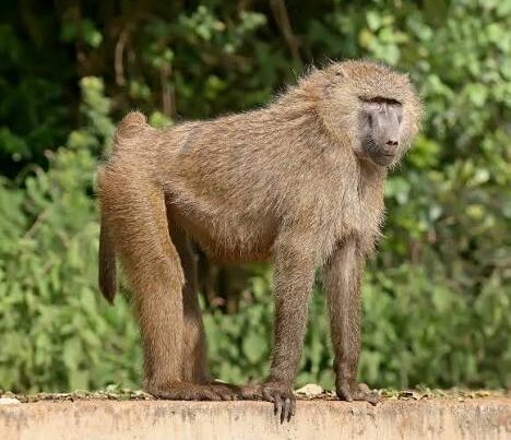 Olive Baboon Africa