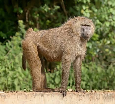Olive Baboon Africa