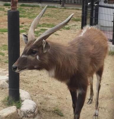 Sitatunga Facts Africa