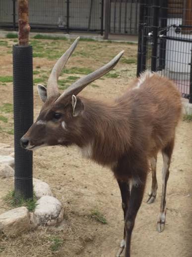 Sitatunga Facts Africa